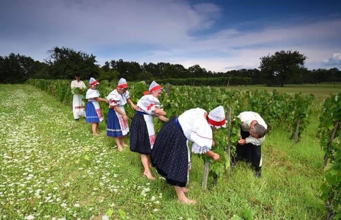 Múdrosť predkov nielen v čase Korony