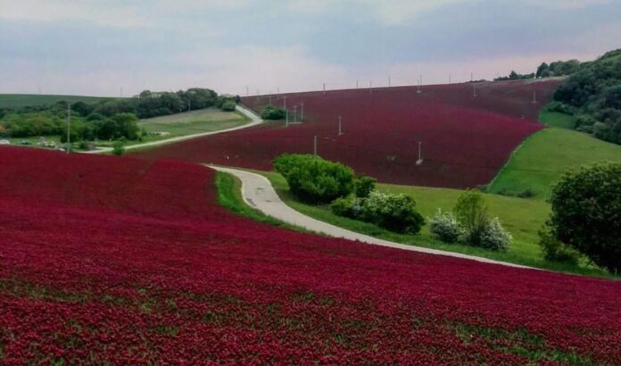 Ďatelina purpurová nad obcou Sobotište