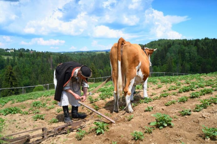 Detvianska huta, Jozef Kučera očami Martina Habánka