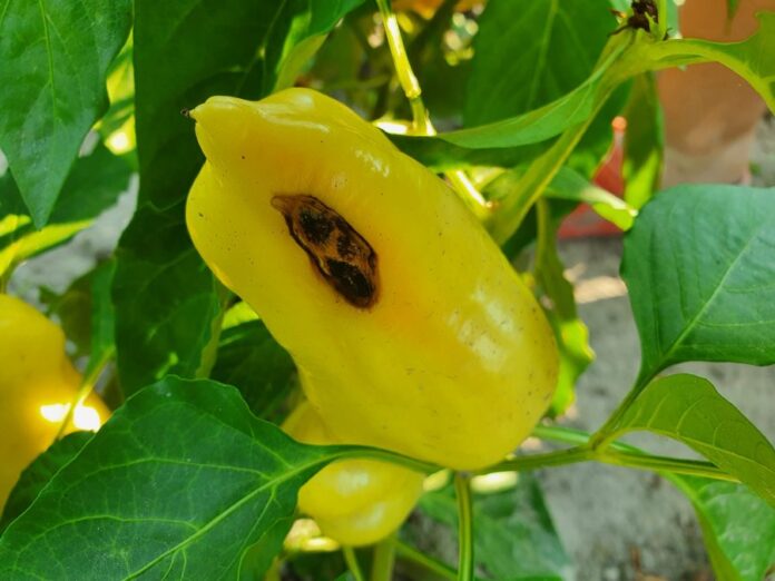 Choroby paradajok a papriky v lete