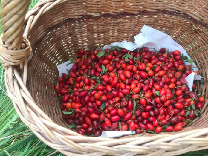 Šípkový džem podľa tradičnej receptúry