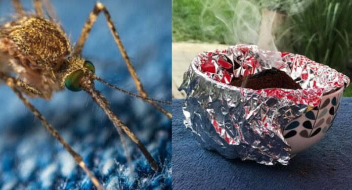 Ako sa zbaviť komárov na záhrade