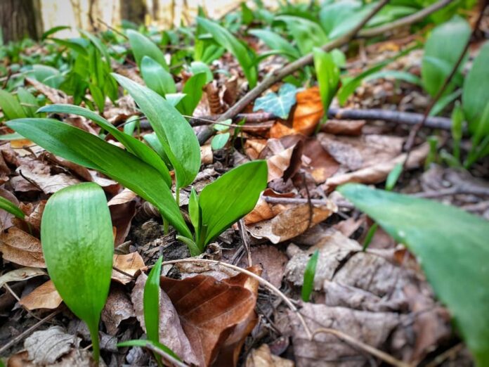 Bylinková omáčka z medvedieho cesnaku