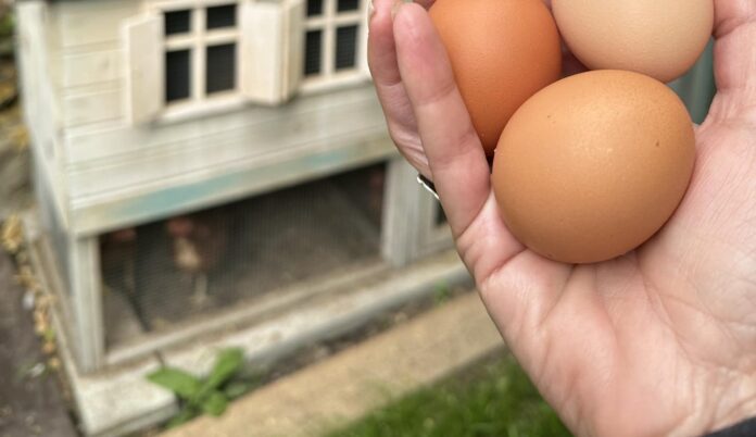 XXL vajíčka - naše sliepky znášajú veľké XXL vajíčka. Takto sa o ne staráme