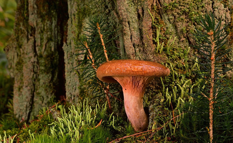 Drevokazné huby posilňujú zdravie a imunitu. Môže ísť alternatívna liečba a moderná medicína dokopy?